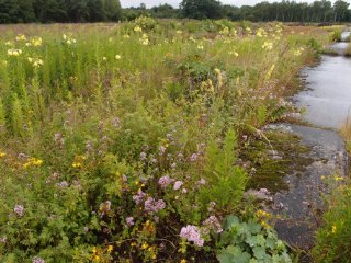 Presentatie natuurwetgeving en biodiversiteitsversterking